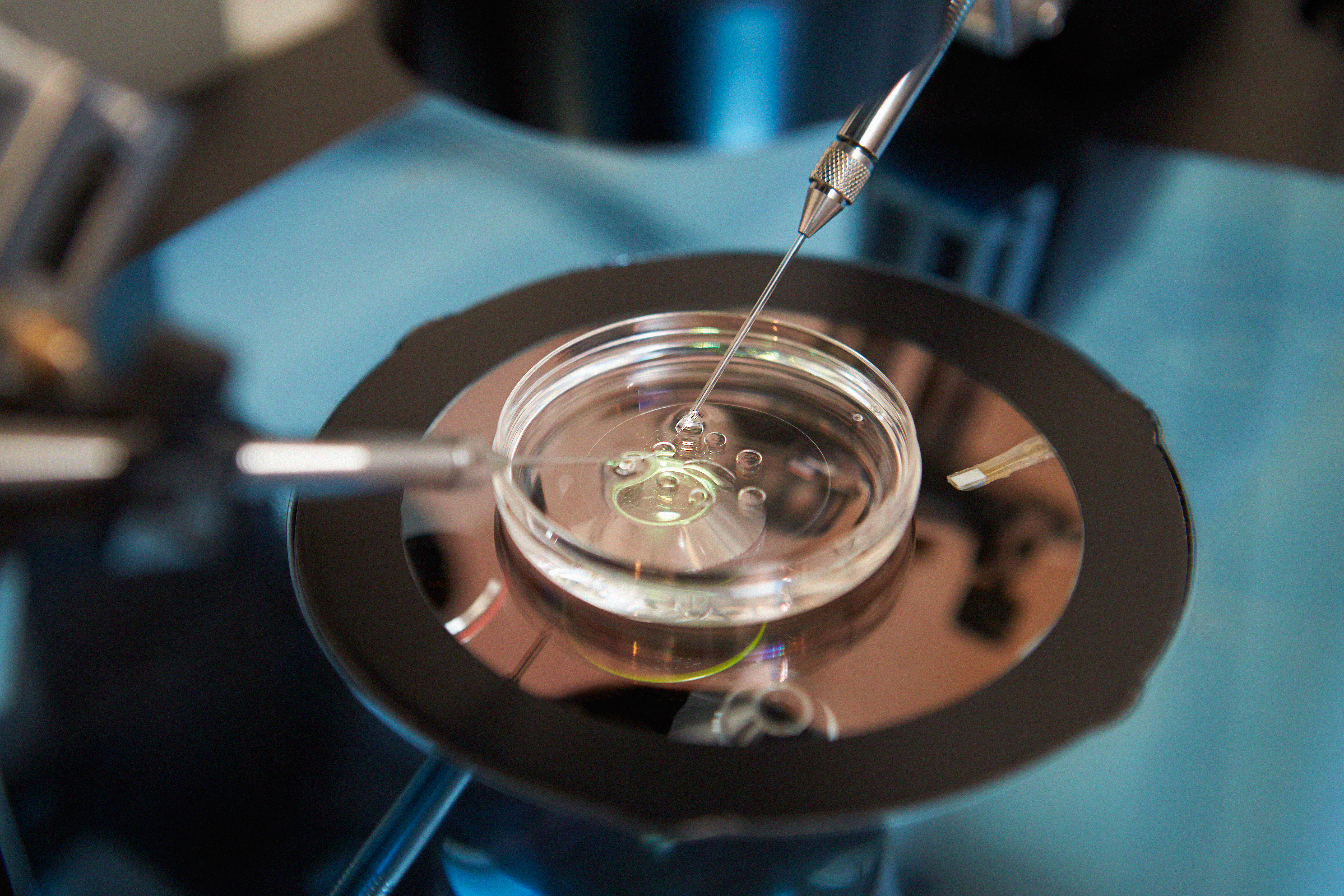 Eggs and sperm are combined in a specialized laboratory dish